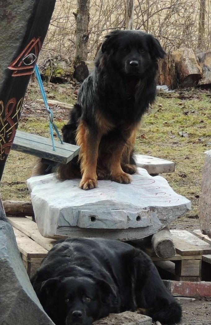 Vi är Rottweilers och framavlade som Boskapshund, Vakthund, och Draghund och bor samt patrullerar i området kring Jägaretorpet i Olofström.