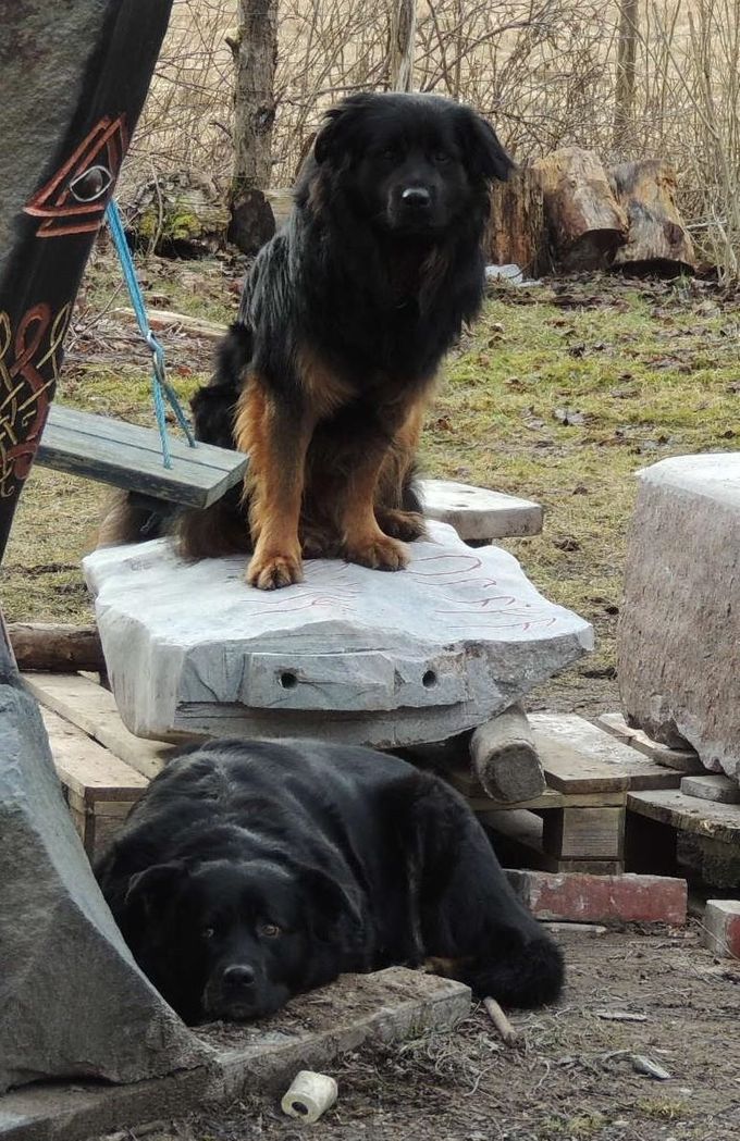 Vi är Rottweilers och framavlade som Boskapshund, Vakthund, och Draghund och bor samt patrullerar i området kring Jägaretorpet i Olofström.