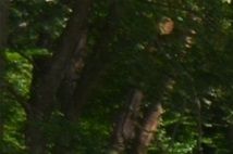 Skyddsjägarna i Olofström kontrollerar skytte i Mörrum. Skytte är ingen färskvara och därför årlig uppskjutning.