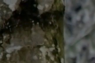 Lo-djur ett urval av filmer om du vill veta mer, se nedan.