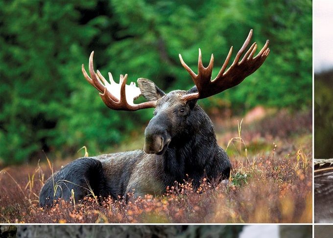 Hos oss kan du lösa dagkort och vara med på Jakt i Olofström. Vi ansvarar för jaktledning med Huvudansvarig Jaktledare, Biträdande Jaktledare och Spårhundsekipage. jakten är begränsad till 12 jägare + jaktledning vid varje Jakt. Vill du ta med egen hund meddelar du det när du anmäler dig till Jourhavande Jägare på telefon 070-37 99 373. När du jagat hos oss flera gånger får du tillgång till vår elektroniska dagbok och kan anmäla dig till jakter. Visar du gott omdöme, ansvar och är trevlig så får du möjlighet att utbilda dig som jaktledare eller spårhundsekipage och på sikt tillhöra jaktledningen på Jägaretorpet. Det finns möjlighet att övernatta på vårt torp före och efter jakter.                                                                Välkommen till våra jakter hos Olofströms Jakt och Viltvård.
