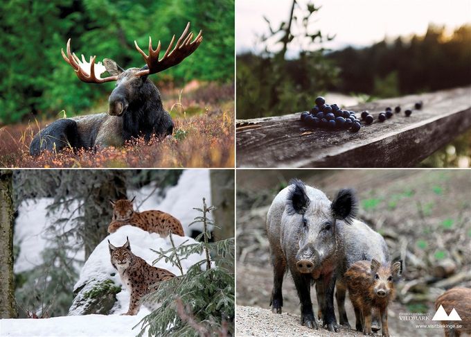 Hos oss kan du lösa dagkort och vara med på Jakt i Olofström. Vi ansvarar för jaktledning med Huvudansvarig Jaktledare, Biträdande Jaktledare och Spårhundsekipage. jakten är begränsad till 12 jägare + jaktledning vid varje Jakt. Vill du ta med egen hund meddelar du det när du anmäler dig till Jourhavande Jägare på telefon 070-37 99 373. När du jagat hos oss flera gånger får du tillgång till vår elektroniska dagbok och kan anmäla dig till jakter. Visar du gott omdöme, ansvar och är trevlig så får du möjlighet att utbilda dig som jaktledare eller spårhundsekipage och på sikt tillhöra jaktledningen på Jägaretorpet. Det finns möjlighet att övernatta på vårt torp före och efter jakter. Välkommen till våra jakter hos Olofströms Jakt och Viltvård.