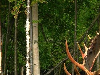 Olofstöms Älgskötselområde för Älg. Frivillig sammanslagning av jaktlag för Älgjakt. Har egen hemsida Olofströms Äsko/Kronsko 50301.